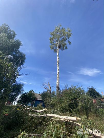 Спил деревьев