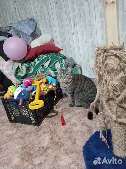 Отдам кота в добрые руки