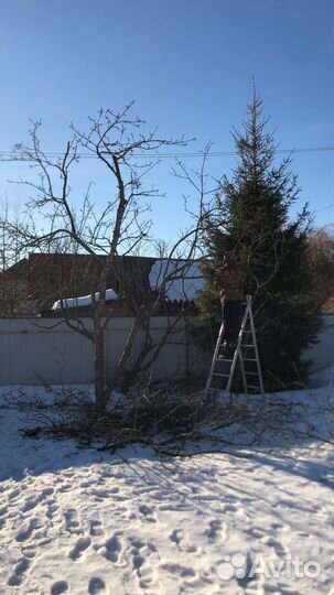Обрезка плодовых деревьев