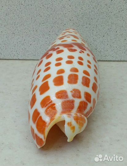 Митра Митра14,1 морская ракушка раковина