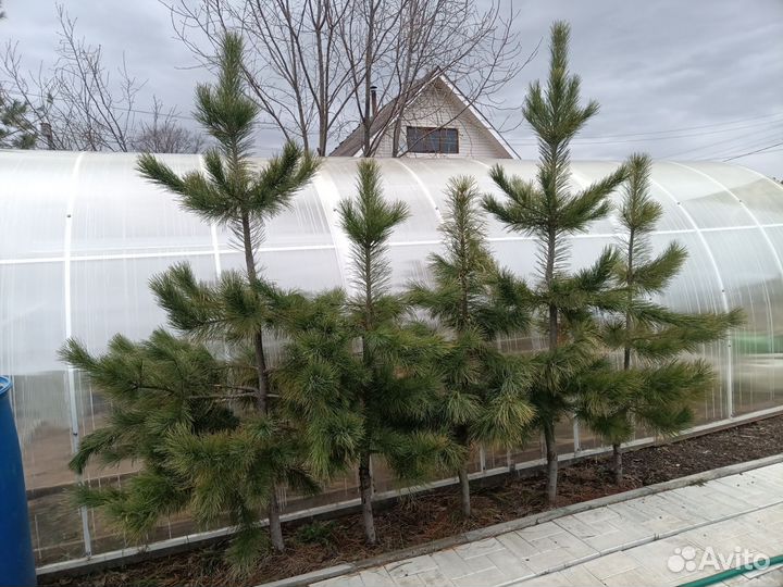 Саженцы Кедра Сибирского