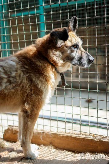 Таша грустит в приюте