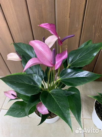 Антуриум зизу