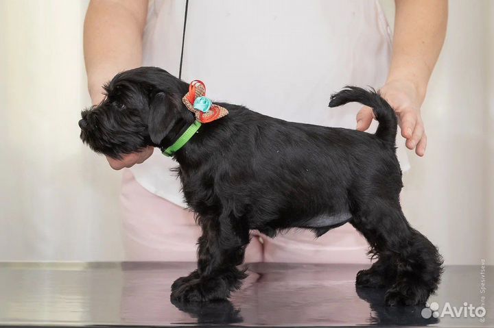 Цвергшнауцер щенки