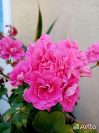 Пеларгония герань розебудная розовая