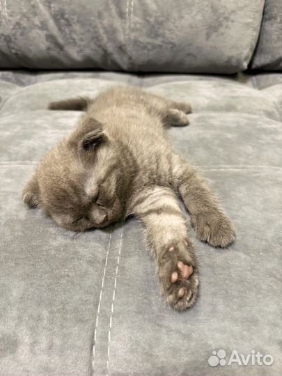 Шотландский котенок