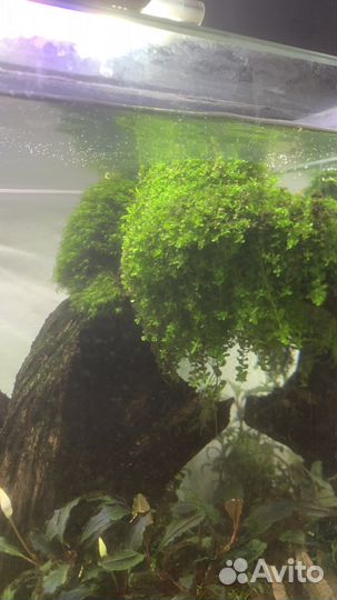 Криптокорина Нури и Фламинго