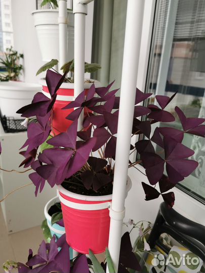 Цветы комнатные