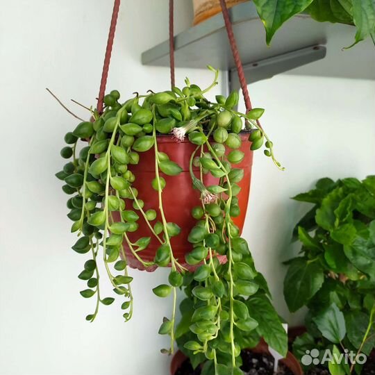 Крестовник роули