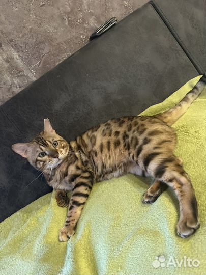 Кот Бенгал