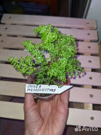 Комнатные растения