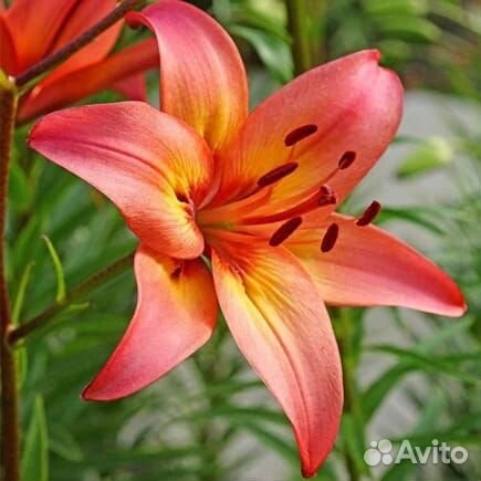 Садовые цветы