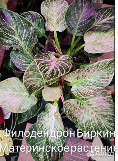 Комнатные растения.Филодендрон Биркин