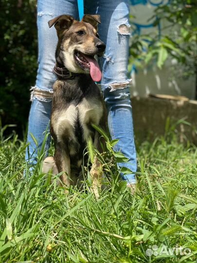 Собаки бесплатно в добрые руки