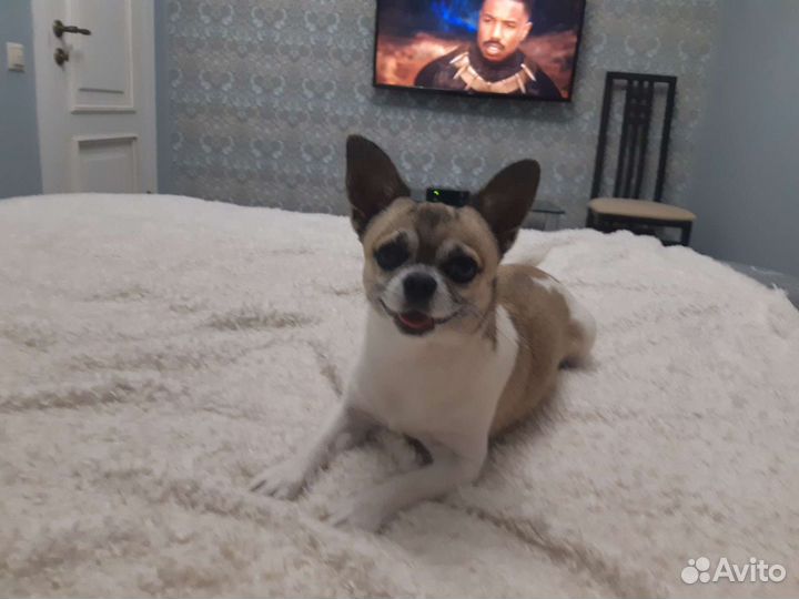 Чихуахуа Вязка