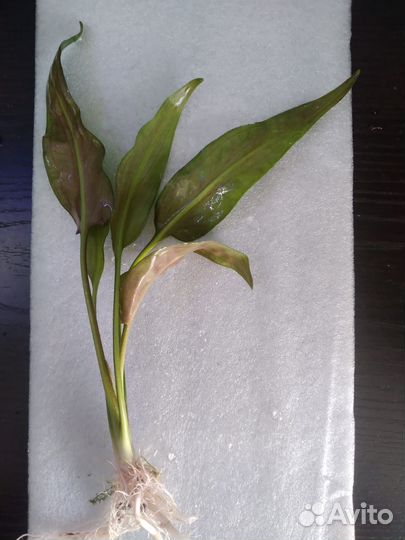 Криптокорина понтедериеволистная