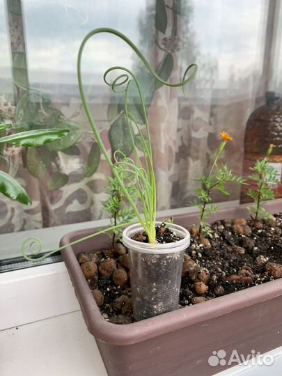 Альбука спиральная