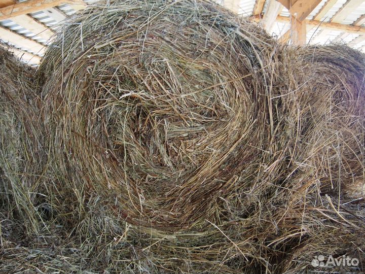 Продам сено в рулонах