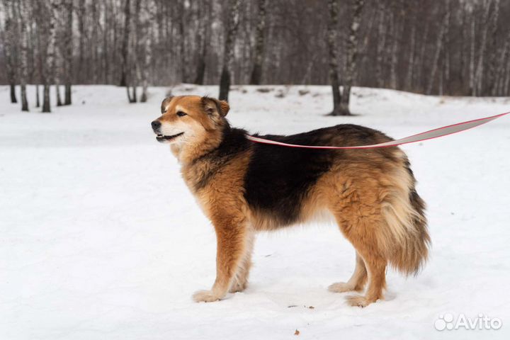 Очаровательная Герда томится в приюте