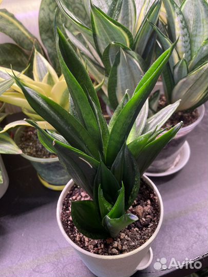 Сансевиерии редкие 3