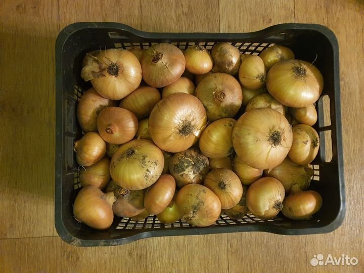 Лук репчатый