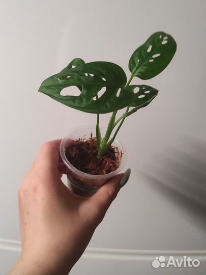 Монстера манки маск