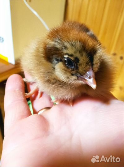 Цыплята суточные мясо яичной породы