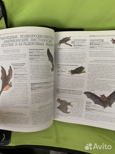 Энциклопедия животных с илюстрации