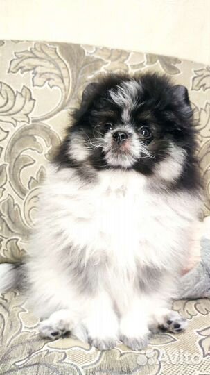 Померанский шпиц