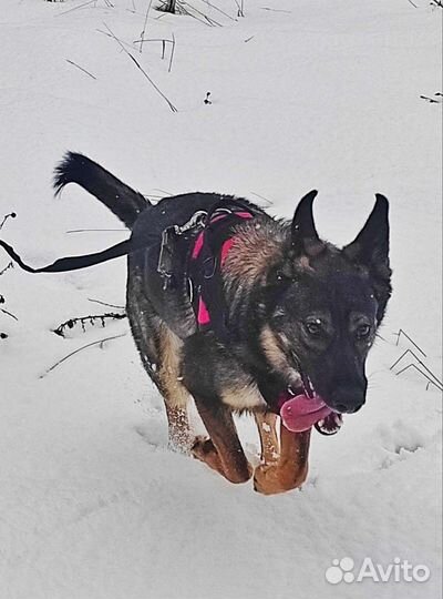 Зоопсихолог