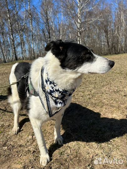 Собака в добрые руки, Луша