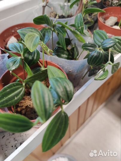 Пеперомия Ангулата Страйб