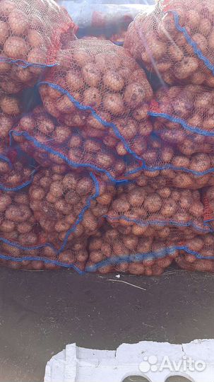 Картофель Гала