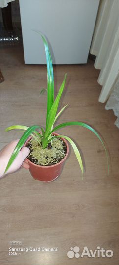 Пальма панданус