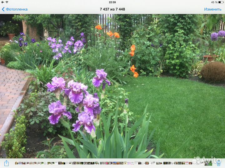 Ирисы сибирские, щетинистый, луизеанский, злаковид