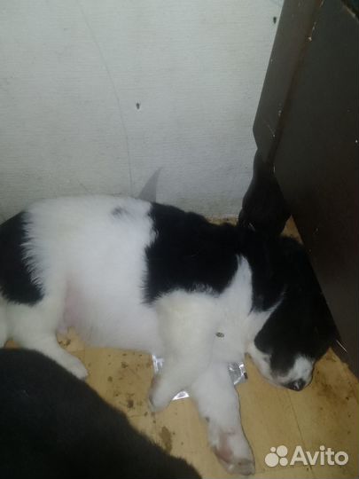 Собаки щенки