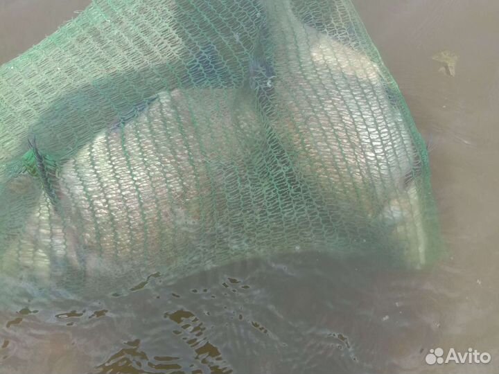 Свежая рыба