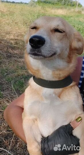 Собака Рыжулька