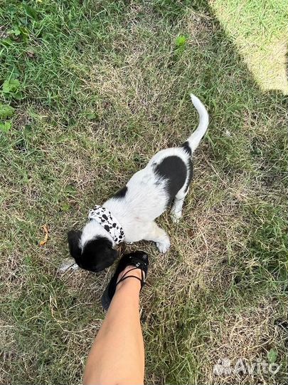 Щенок мальчик