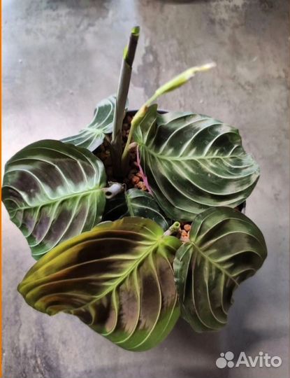 Маранта черная