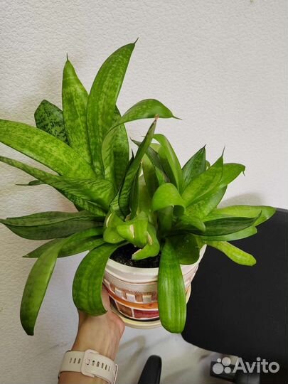 Сансевиерии