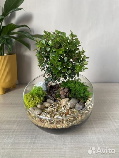 Подарок. Флорариум с живым деревом