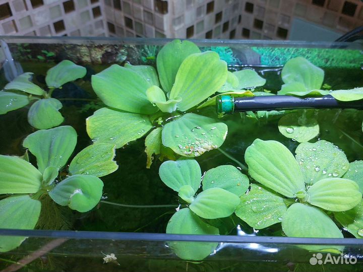 Аквариумное растение