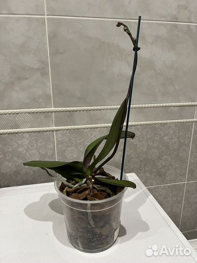 Орхидея фаленопсис