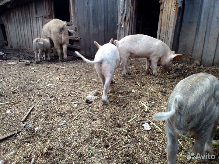 Поросята