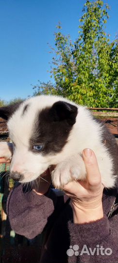 Продам лайку