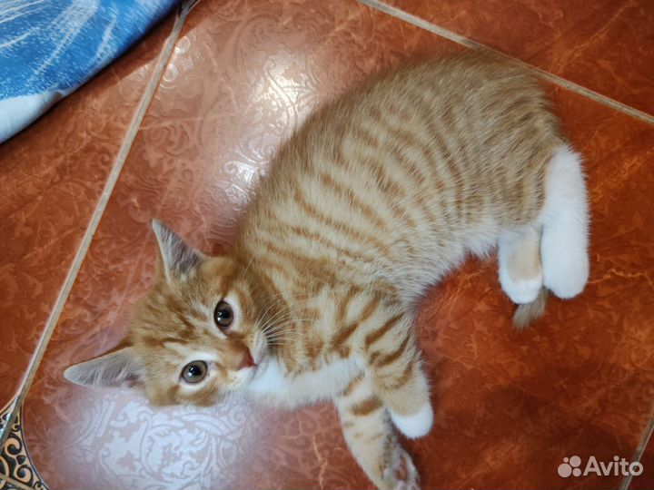 Рыжий котенок мальчик