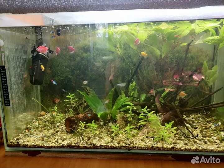 Аквариум