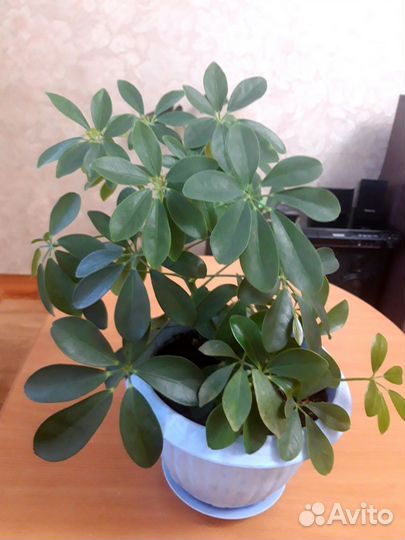 Комнатные цветы шефлера