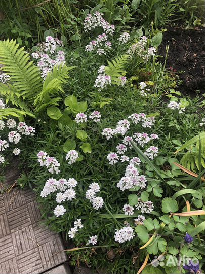 Многолетники